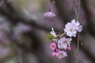 cherry blossom flower