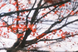 himeji castle autumn