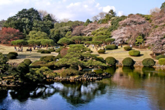 shinjuku gyoen national park cherry blossom season