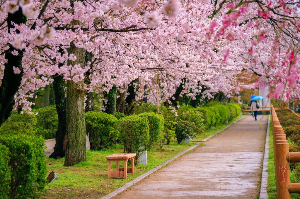 A Guide To Honshu’s Most Beautiful Cherry Blossom Spots