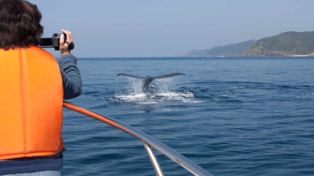 Sailing With Giants: The Best Whale-Watching Tours In Kyushu | Sakura ...