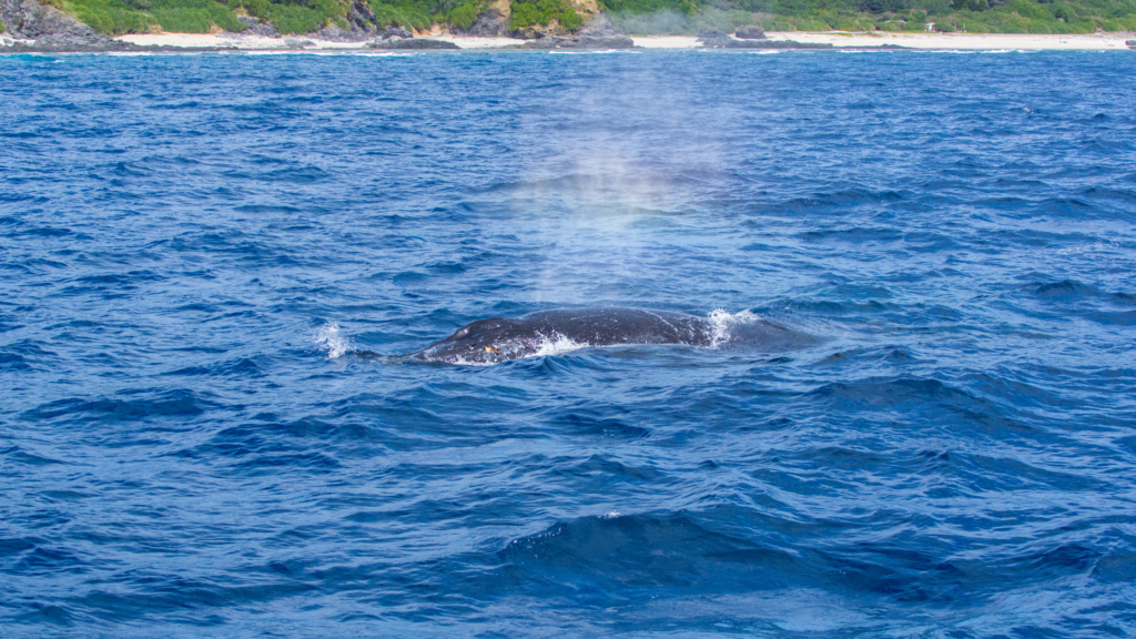 Sailing With Giants: The Best Whale-Watching Tours In Kyushu | Sakura ...